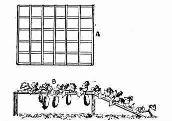 Fig. 89. A Vegetable Marrow On A Raised Framework.