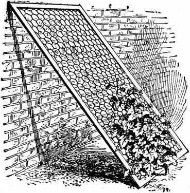 Fig. 88. A Vegetable Marrow On A Wire Frame.