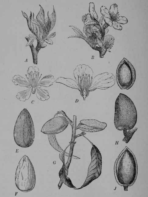 Fig. 31. Almond (Prunus Amygdalus, Rose Family, Rosaceoe).