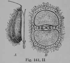 Fig. 141, II. Anise Fruit. A, one half of a fruit still attached to the slender stalk from which it finally separates. B, the two halves of the fruit cut across to show the numerous volatile oil tubes in the wall.