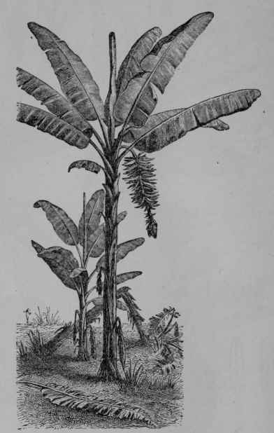 Fig. 107, I. Banana (Musa sapientum, Banana Family, Musacece). Plant showing flower cluster and young fruit. (Pechuel Lcesch.) What appears to be trunk consists of the leaf stalks wrapped around one another, the stem being short and mostly underground. The height is about 6 m. or more
