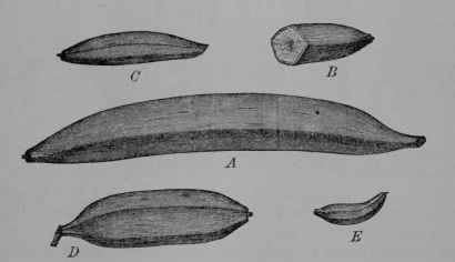 Fig. 107, III. Banana, fruit of different varieties, showing range of size and form. A, Giant Pisang. B, Small Pisang. C, Silver Banana. D, Copper Banana. E, Dwarf Banana. (Pechuel Lcesch.) The varieties long in cultivation have become mostly seedless through propagation by shoots.