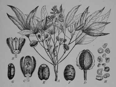Fig. 117, II. Bitter Cassava. A, flowering and fruiting branch. B, staminate flower, cut vertically. C, pistillate flower, cut vertically. D, fruit. E, F, G, seed, viewed from front, back, and side. H, starch grains from the root, much magnified.