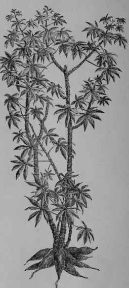 Fig. 117, I. Bitter Cassava (Manihot utilissima, Spurge Family, Euphorbiacece). A shrub 2 3 m. tall, producing swollen roots weighing 10 kg. or more; flowers staminate and pistillate on the same plant; fruit dry, breaking apart.