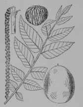 Fig. 246. Black Walnut (Juglans nigra, Walnut Family, Juglandaceoe). Leaf, 1/3. Staminate flower cluster. Fruit. Nut with husk removed. (Britton and Brown.) Tree growing 45 m. tall; bark rough, brown; leaves downy at least beneath; flowers greenish; fruit brown. Native home, Eastern North America.
