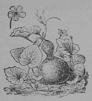 Fig. 265. Bottle gourd (Lagenaria vulgaris, Gourd Family, Cucurbitaceoe). Plant in fruit, 15. Flower. (Vilmorin.) Annual, climbing by tendrils to a length of 10 m. or more; hairy throughout; flowers white; fruit yellowish or orange, very various in form, sometimes 2 m. long. Native home, Old World Tropics.