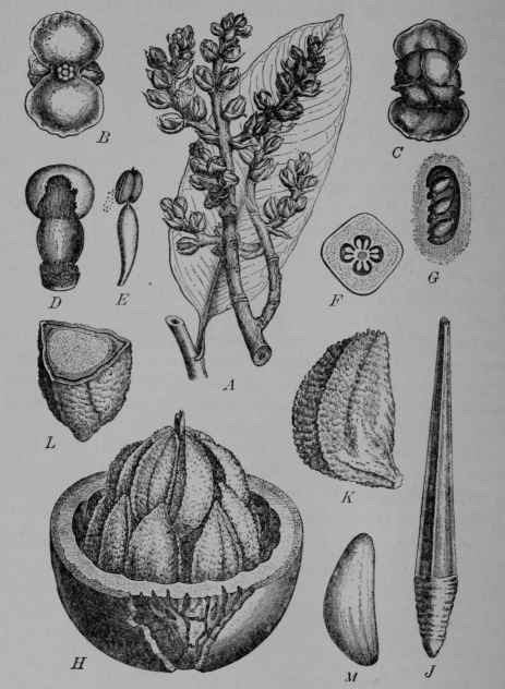 Fig. 32. Brazil Nut (Bertholletia excelsa, Myrtle Family, Myrtaceoe).