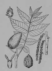 Fig. 28. Butternut (Juglans cinerea, Walnut Family, Juylandaceoe).
