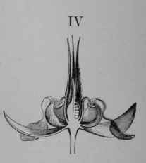 Fig. 115, IV. Cacao flower, cut vertically.