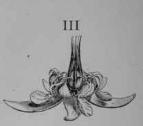 Fig. 115, III. Cacao flower, complete.