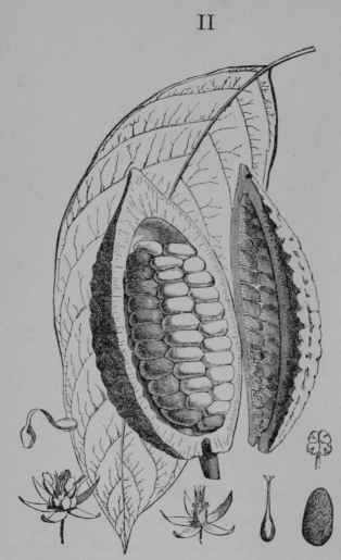 Fig. 115, II. Cacao. Leaf. Flower, complete. Same with petals removed. A petal detached. A stamen, showing the four celled anther. Pistil. Seed.