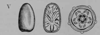 Fig. 115, V. Cacao. Seed, side view. Same, cut vertically, showing a wrinkled seed leaf. Diagram of flower.