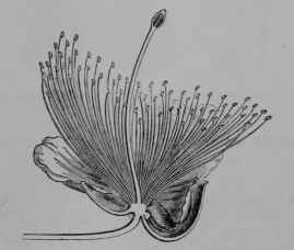 Fig. 145, II. Caper bush. Flower, cut vertically. The ovary is borne upon an elongated continuation of the flower stalk.