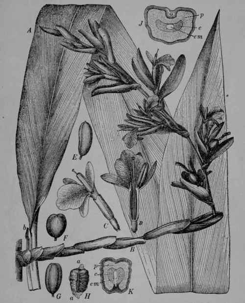 Fig. 139. Cardamoms (Elettaria cardamomum, Ginger Family, Zingiberaceoe). A, leaf. P, flowering branch. C, flower, 3/4. D, same cut vertically. P, P, G, various forms of pods, 3/4. P, seed, with covering, enlarged. J, K, seed, cut across and vertically, showing the seed food (p and e) and the embryo (em). (Luerssen.) A perennial herb with leafy shoots 2 3 m. tall; leaves pale green; flowers whitish, purple striped; pods pale yellowish; seeds brown. Native home, India to Java.