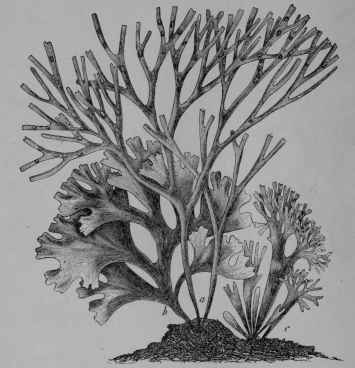 Fig. 118. Carrageen (Chondrus crispus, Carrageen Family, Gigartinaceoe.) Various forms of the seaweed, about natural size, the form a showing the 