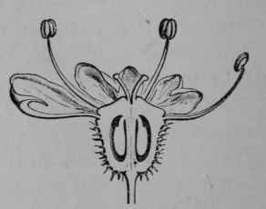 Fig. 50. Carrot. Flower, cut in half vertically. (Baillon).