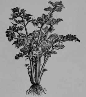 Fig. 78. Celery (Apium graveoleus, Parsley Family, Umbelliferce).