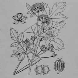 Fig. 79. Celery. Leaf. Upper part of flowering stem, showing flower clusters and fruit. A flower, enlarged. Fruit.
