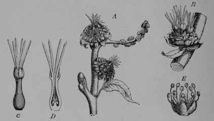 Fig. 25. Chestnut. A, twig bearing two clusters of pistillate flowers, and a small immature cluster of staminate flowers.