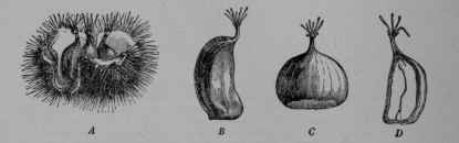 Fig. 26. Chestnut. A, ripe fruit, showing the now spiny bract cup or 