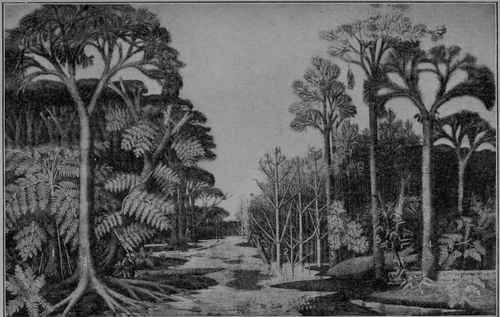 Fig. 277. Coal Plants as they are supposed to have appeared growing in a swamp during the middle of the Carboniferous Period believed to be, very roughly, about 40,000,000 years ago. 1, a tree fern (Pecopteris) with brace roots; to the right, a climbing fern (Sphenopteris); below this a prostrate fern trunk (Megaphyton). 2. A giant scouring rush (Calamites ramosus). 3. A giant club moss (Lepidodendron). 4. Other club mosses, two erect (Sigillaria), a conoidal prostrate trunk (Syringodendron), and a cylindrical one with large scars (Ulodendron); near these are climbing ferns (Mariopteris). 5. Large leaved gymnosperms (Cordaites); wedge leaf  plants (Sphenophyllum cuneifolium) trail on the right bank near the front.