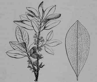 Fig. 174, I. Coca (Erythroxylon Coca, Coca Family, Erythroxylaceoe). Flowering branch. Leaf. (Baillon.) Shrub about 2 m. tall; leaves whitish green below; flowers yellow; fruit scarlet. Native home, Peru.