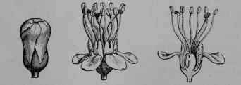 Fig. 174, II. Coca. Flower bud. Flower, entire. Same, cut vertically.