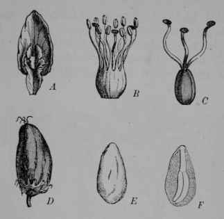 Fig. 174, III. Coca. A, petal. B, stamens. C, pistil. D, fruit. E, seed, entire. E, same, cut vertically.