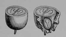 Fig. 150, I. Coffee. Fruit, cut across to show the two seeds (the coffee beans of commerce). Same, with lower part removed to show position of the embryo.