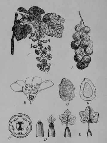 Fig. 101. Common Currant (Ribes rubrum, Saxifrage Family, Saxifragaceoe). A, flowering branch. B, flower, cut vertically. C, floral diagram. D, bud scales. E, leaves. F, fruit cluster. G, seed, side view. H, same, cut vertically. (Baillon.) Shrub; leaves becoming smooth; flowers yellowish green or purplish; fruit shining, bright red, yellowish white or striped. Includes all the cultivated varieties of red or white currants.