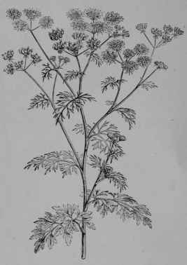 Fig. 143, I. Coriander (Coriandrum sativum. Parsley Family, Umbelliferoe). Flowering and fruiting top. (Baillon.) An annual growing about 1 m. tall, aromatic; flowers white; fruit yellowish brown. Native home, Southern Europe.