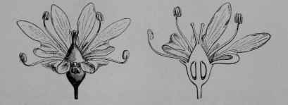 Fig. 143, II. Coriander. Flower, enlarged. Same, cut vertically.