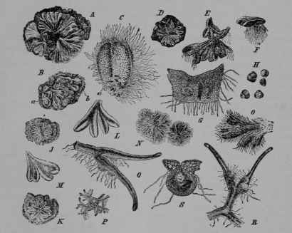 Fig. 338. Crystal worts (Riccia spp., Crystal wort Family, Ricciaceae). A C, R. Bischoffii; A, B, clumps of the plant growing on mud, (2/3) a, male plant; b, female plant. C, male plant, enlarged, showing the male gametangia or antheridia (a). D H, R. minima. D, plants (2/3). E, fruiting plant enlarged, top view. E, a lobe, side view. G, a fruiting lobe, cut vertically through the young fruit or sporophyte, still more enlarged. H, spore groups and spores. J M, R. glauca. J, K, plants (2/3). L, M, lobes, enlarged. N, O, R. ciliata. N, two plants (2/3). O, lobes, enlarged. P S, R. canaliculata. P, plant (!). Q, fruiting lobes, enlarged, top view. R, same, under side. S, lobe cut vertically through the sporophyte. (Bischoff.) Plants growing in moist places.
