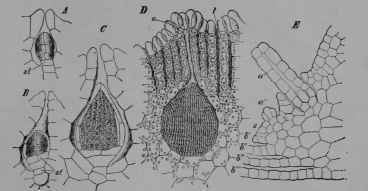Fig. 339. Crystalworts. A C, Riccia glauca (260/1): A, young antheridium; st, stalk. B, same, older. C, same, still older, showing the many cells, in which motile gametes (spermatozoids) are produced. D, ripe antheridium of R. minima (112/1); e, outer cells of thallus; 1, air spaces. E, R. ciliata (200/1), growing tip cut vertically to show the terminal cell (s) which by its successive divisions produces all the rest of the plant, the pseudo leaves (b' b