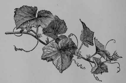 Fig. 85. Cucumber (Cucumis sativus, Gourd Family, Cucurbitaceoe). Flowering branch. (Nicholson.) Plant a rough hairy annual, climbing by tendrils; stem about 1 2 m. long; leaves bright green; flowers yellow; fruit variously colored, smooth or prickly.