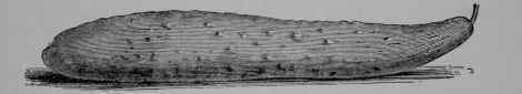 Fig. 87. Cucumber, fruit.