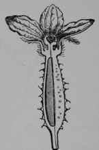 Fig. 86, II. Cucumber. Pistillate flower, cut vertically.