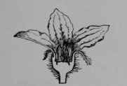 Fig. 86, I. Cucumber. Staminate flower, cut vertically.