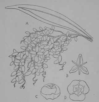 Fig. 109. Date. A, fruit cluster, with large bract which protected the young flowers, x 1/9. B, staminate flower, slightly enlarged. C, pistillate flower, side view, twice natural size. D, same, top view. The flowers are yellow; the fruit, orange, brown, or black.
