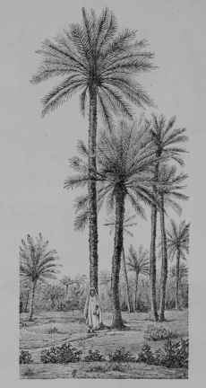 Fig. 108. Date (Phoenix dactylifera, Palm Family, Palmaceoe). Group of trees in an oasis of the Sahara desert.