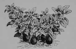 Fig. 90. Egg Plant (Solarium Melongena, Nightshade Family, Solanaceoe). Plant in fruit, 1/10. (Vilmorin.) An annual; flowers similar in form to those of tomato, but violet in color; fruit dark violet, or whitish.