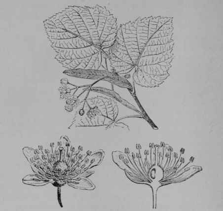 Fig. 251. Elm leaved Linden (Tilia uhnifolia, Linden Family, Tiliaceoe). Flowering branch. Flower, enlarged. Same, cut vertically. (Baillon.) Tree 30 m. or more tall; bark grayish; leaves whitish beneath; flowers cream color; fruit brownish. Native home, Europe.
