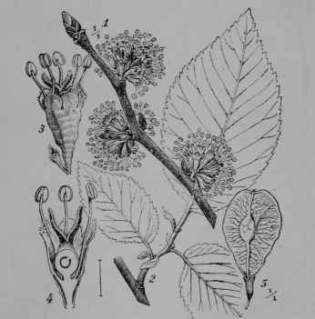 Fig. 159. English Elm (Ulmus campestris, Elm Family, Ulmaceoe). 1, flowering twig. 2, leafy shoot. 3, flower, entire. same, cut vertically. 5, fruit. (Wossidlo.) Tree attaining 30 m.; leaves becoming smooth; flowers greenish or brownish; fruit yellowish. Native home, Eurasia and Northern Africa.