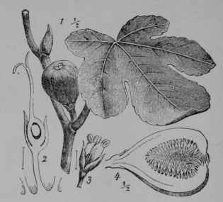 Fig. 110. Fig (Ficus carica, Mulberry Family, Moraceoe). 1, flowering branch, showing leaf and urn shaped receptacle which encloses the numerous minute flowers. 2, a single pistillate flower, with stalks of two others growing into the cavity of the receptacle; the actual size shown by the line at the left. 3, staminate flower. 4, fruit or ripened receptacle cut vertically to show the fleshy wall and the cavity filled with ripe pistils and sugary material. (Wossidlo.) A shrub or tree becoming 5 10 m. tall; leaves rough above, downy beneath; fruit greenish, yellowish, reddish, brown, purplish, or black, often with a bloom, the flesh mostly reddish or yellowish.