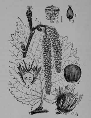 Fig. 23. Filbert or Hazelnut (Corylus Avellana, Birch Family, Betulaceoe).