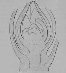 Fig. 280. Flax Bud cut vertically and much enlarged to show the development of the leaves from protrusions arising at the side of the domelike stem tip which consists of formative material.