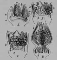 Fig. 298. Flower of Rose (Rosa alpina, Rose Family, Rosacea) in early stages, cut vertically and enlarged. A, the sepals (k) are well developed, but the petals (c) and the stamens (a) are just appearing as minute knobs. B, sepals, petals, and stamens further advanced; and the pistils (g) just appearing as knobs on the dome of the stem tip. C, later stage. D, still later stage in which the parts are still developing in the bud.
