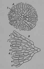 Fig. 314. Free branching Sheath alga (Coleochoete soluta, Sheath alga Family, Coleochoetaceoe). A, plant showing flat system of branching, and bristle like outgrowths (h), 170/1. B, part of disk, further enlarged; a g show successive stages in the branching of terminal cells. (Pringsheim.) Thallus forming bright green spots on plants or other submerged objects in fresh water, in Europe and America.