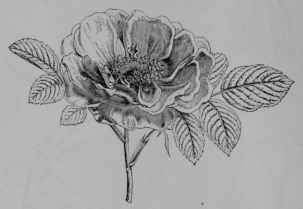 Fig. 148, II. French Rose (Rosa gallica, Rose Family, Rosacece). (BailIon.) Shrub about 1.5 m. tall; leaves hairy beneath; flowers pink to crimson; fruit brick red. Native home, Middle and Southern Europe, and Western Asia. This species crossed more or less with others is the principal source of attar of roses.