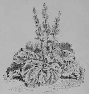 Fig. 112. Garden rhubarb (Rheum Rhaponticum, Buckwheat Family, Polygonaceoe). Plant in flower, x 1/20. (Vilmorin.) A perennial herb; leaf stalks often red; flowers whitish; fruit brown and dry.